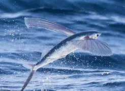 飞鱼投注技巧秘籍(倍投的正确方法和技巧)