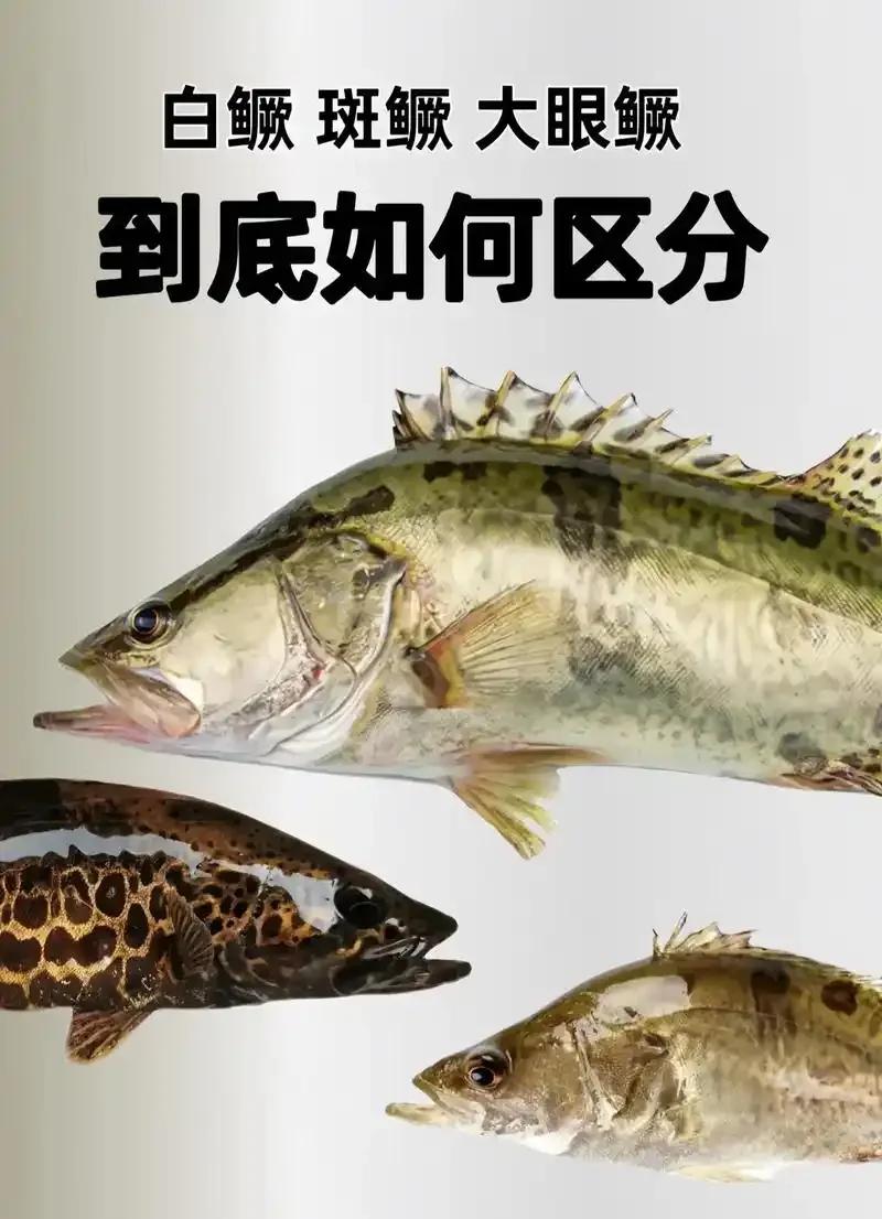 海竿钓鳜鱼技巧视频(海竿钓鳜鱼技巧视频大全)