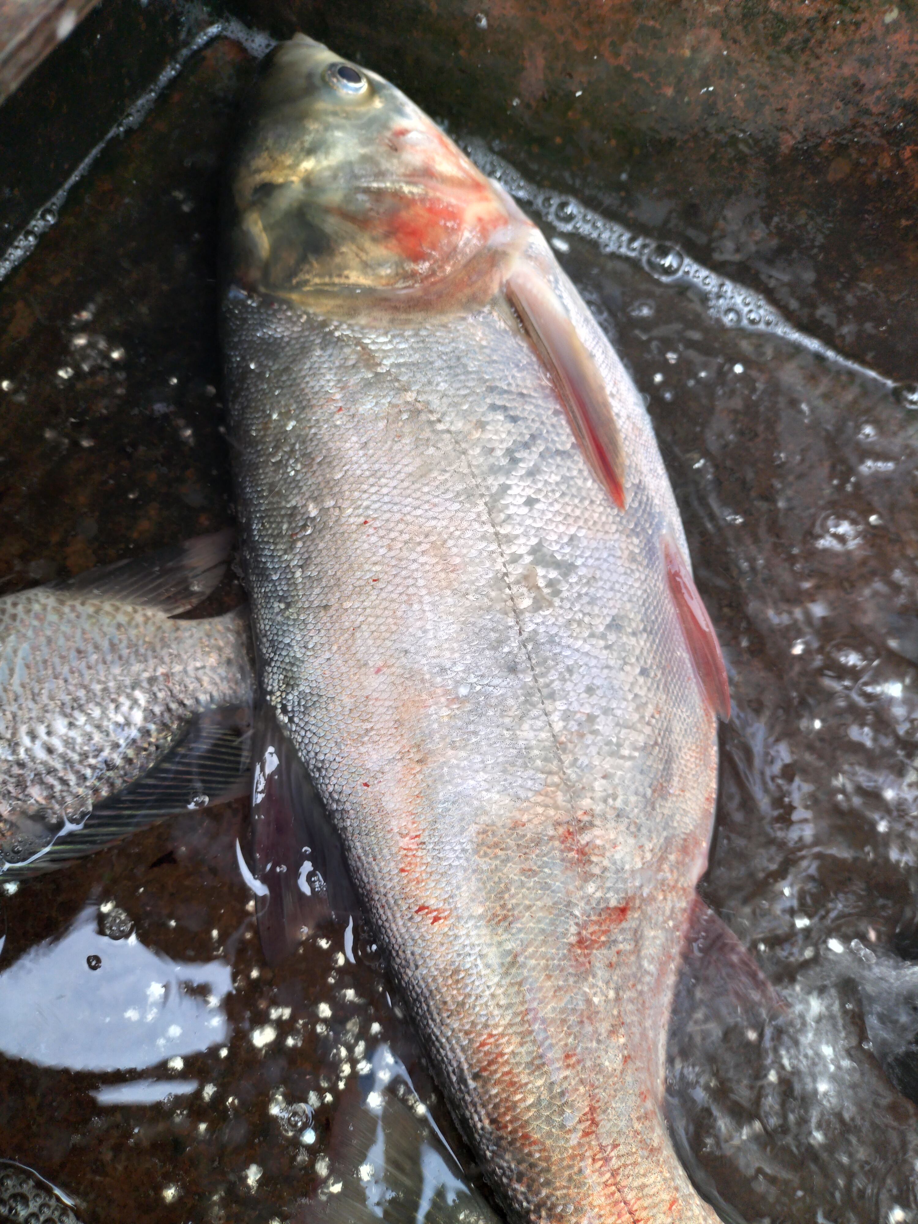鱼食饵料签(鱼饵配方怎么使用)