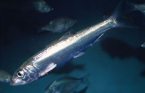 沙梭路亚(路亚竿十大排行榜)