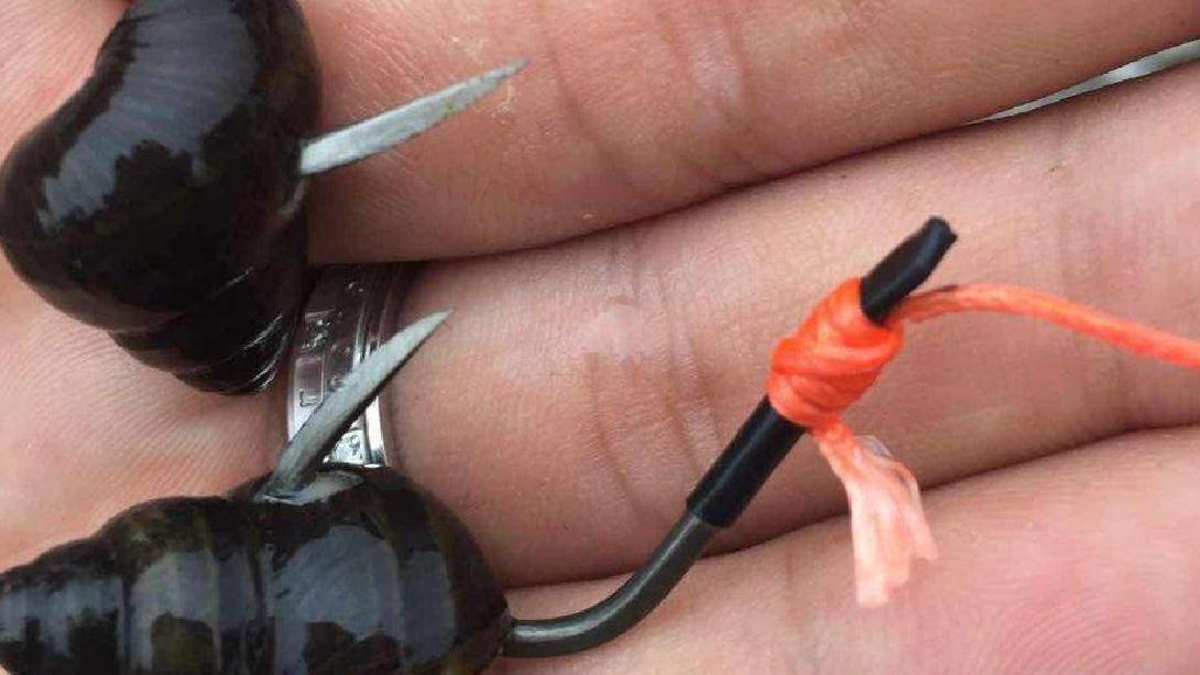 田螺肉钓鱼技巧(田螺肉钓鱼挂钩图片)