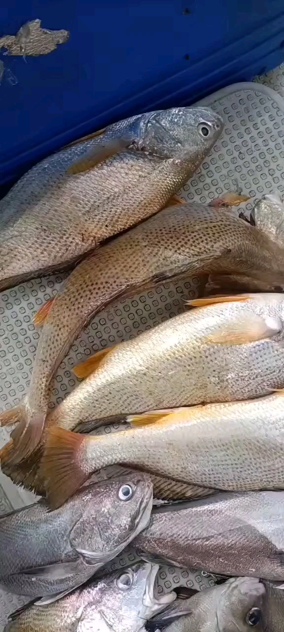 舟山海钓都去哪(舟山海钓都去哪里钓鱼)