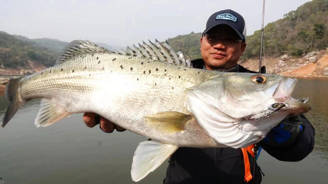 蓝旗鱼小汐路亚黑鱼(路亚打黑鱼视频亚黑鱼技巧)