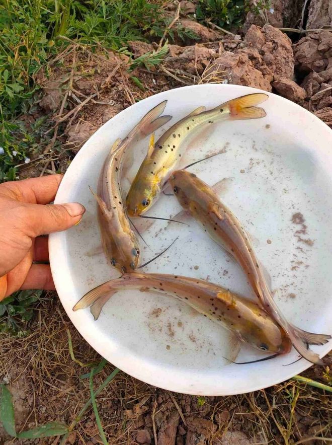饵料钓叉尾鮰(钓叉尾鱼特效饵) 饵料钓叉尾鮰(钓叉尾鱼特效饵)