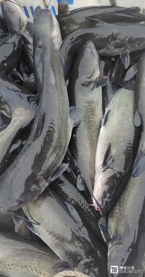 饵料钓叉尾鮰(钓叉尾鱼特效饵) 饵料钓叉尾鮰(钓叉尾鱼特效饵)