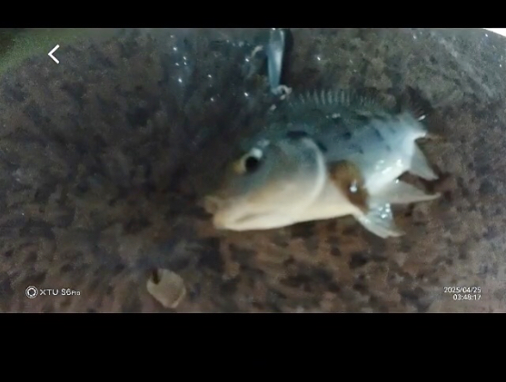 三亚路亚罗非(路亚罗非视频)