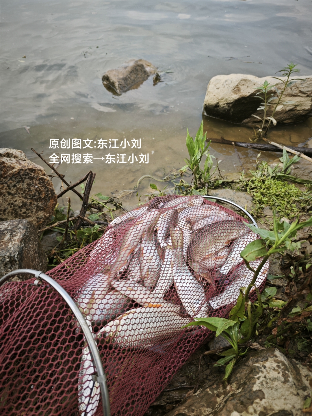 东江边钓鱼挂底技巧(东江钓鱼的最好位置)