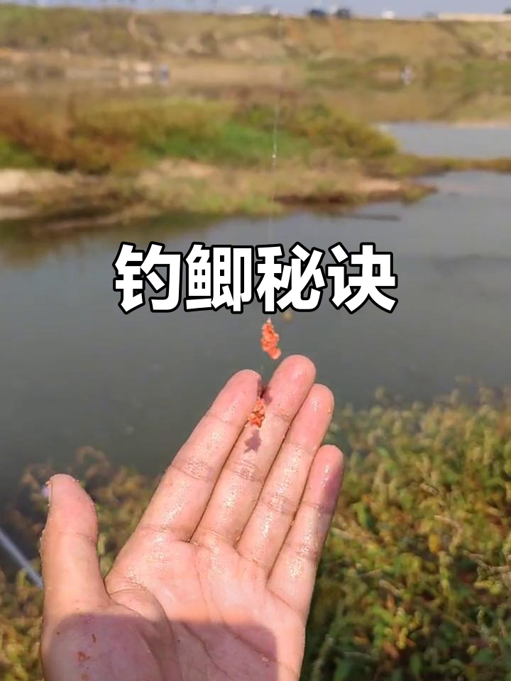 野钓小鲫鱼怎么调饵料(野钓小鲫鱼怎样调漂上鱼快)