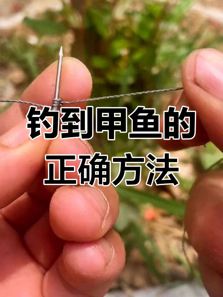 钓甲鱼用什么技巧(钓甲鱼诀窍) 钓甲鱼用什么技巧(钓甲鱼诀窍)
