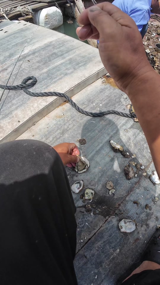 用海蛎海钓好用吗(海蛎可以钓淡水鱼吗)