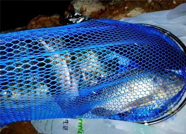 广东冬天钓罗非鱼技巧(冬天夜晚广东可以钓罗非鱼吗)