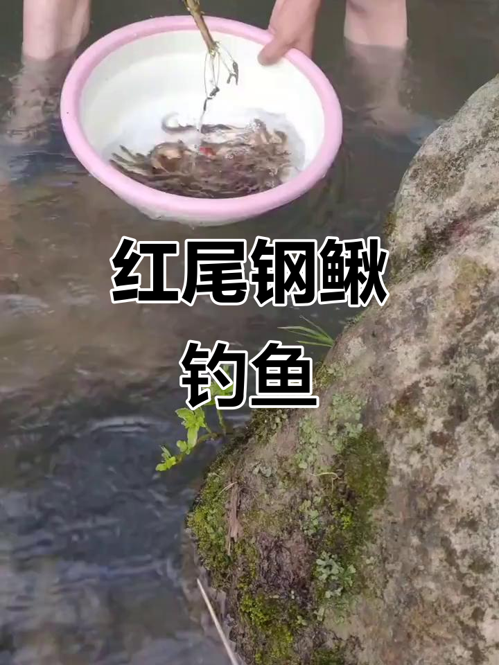 红尾鲴垂钓技巧(红尾怎么钓最高效)