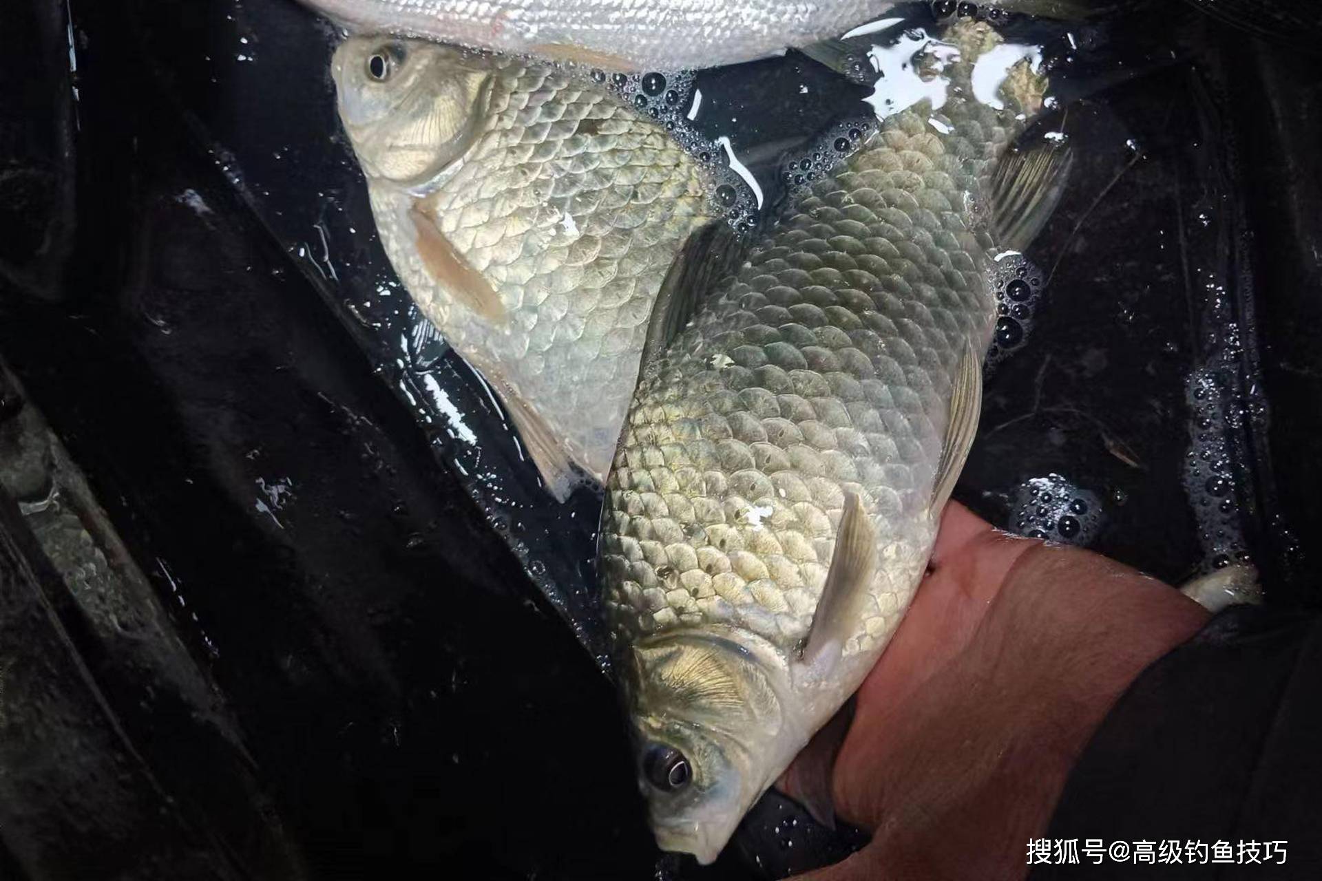 11月野钓鲫鱼技巧(11月份钓鲫鱼用什么饵料)