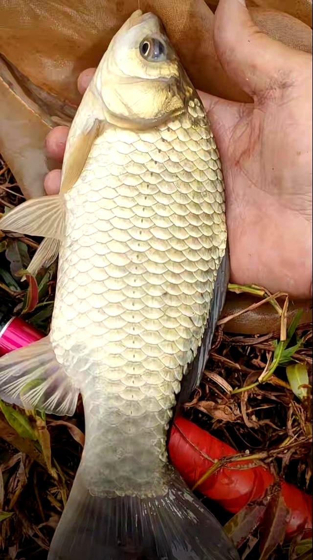 11月野钓鲫鱼技巧(11月份钓鲫鱼用什么饵料)