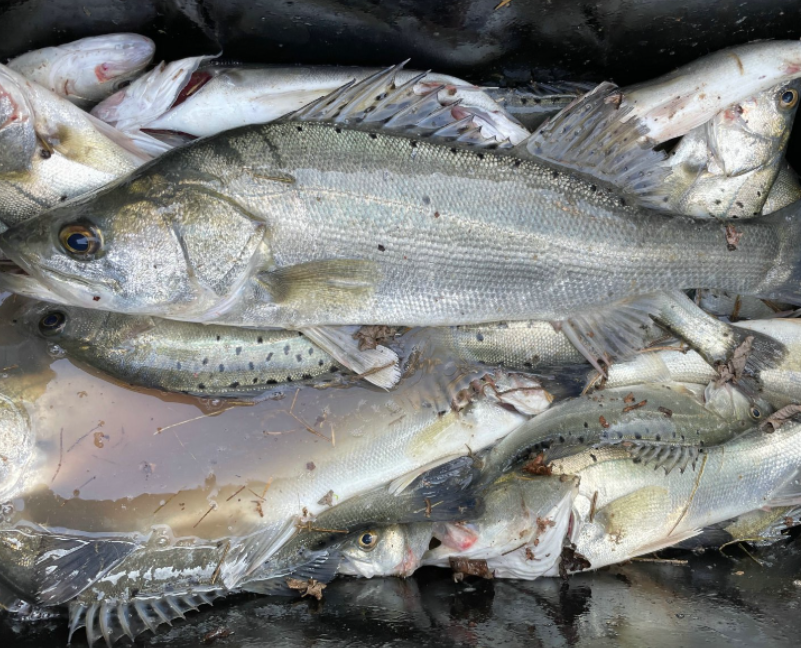 冬季海钓鲈鱼點(初冬海钓鲈鱼技巧)