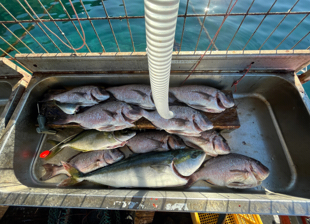 曹妃甸三四月海钓(曹妃甸海钓从几月份开始)
