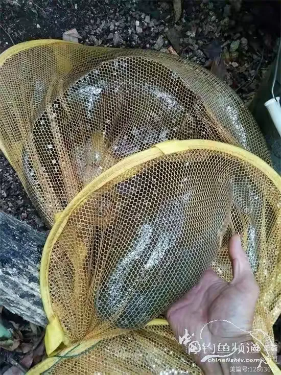 钓江鳅饵料(江鳅鱼怎么钓)