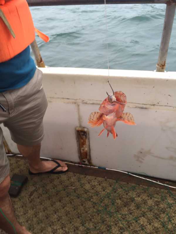 枸杞岛海钓线组(枸杞岛 钓鱼)