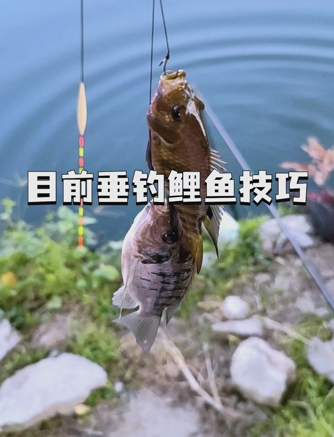 野钓禾花鲤技巧(禾花鲤的功效)