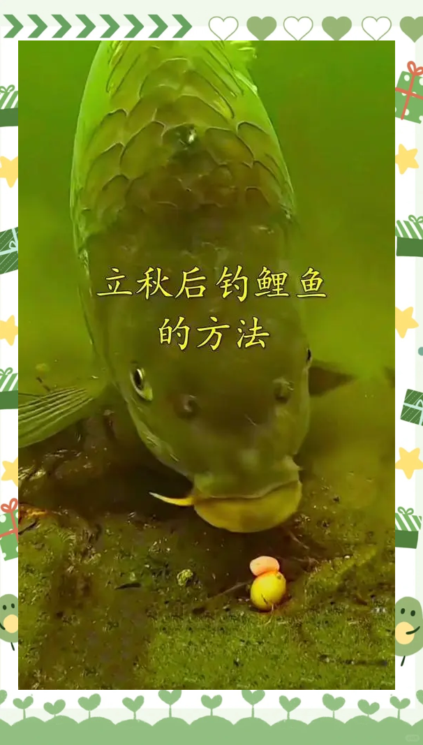 立秋野钓饵料(立秋钓鱼饵料)