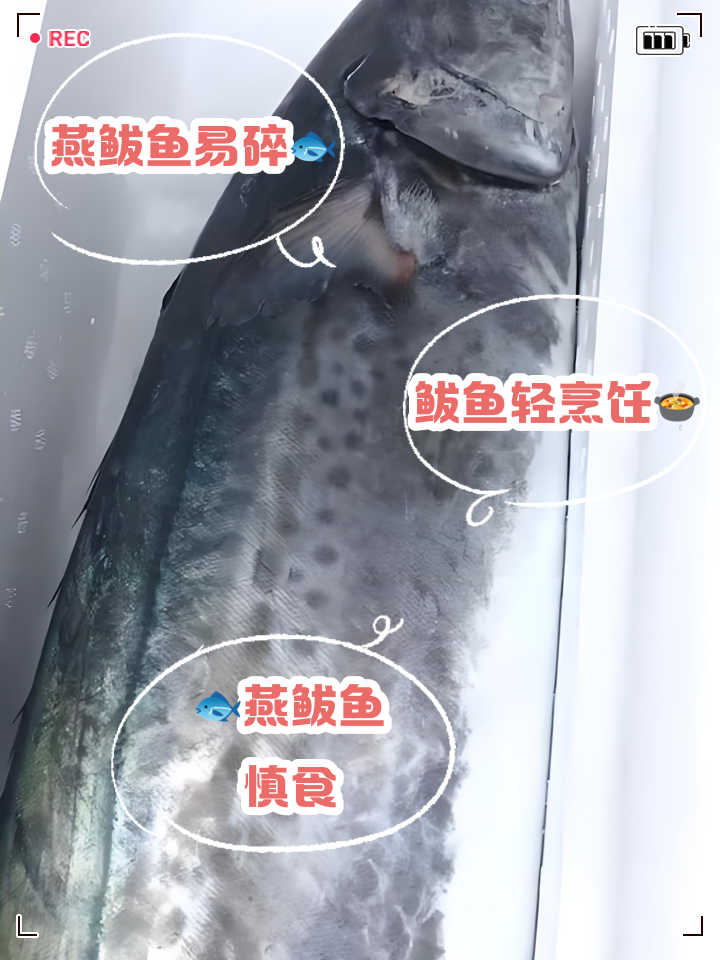 路亚艳鲅(路亚鲅鱼饵的选择)