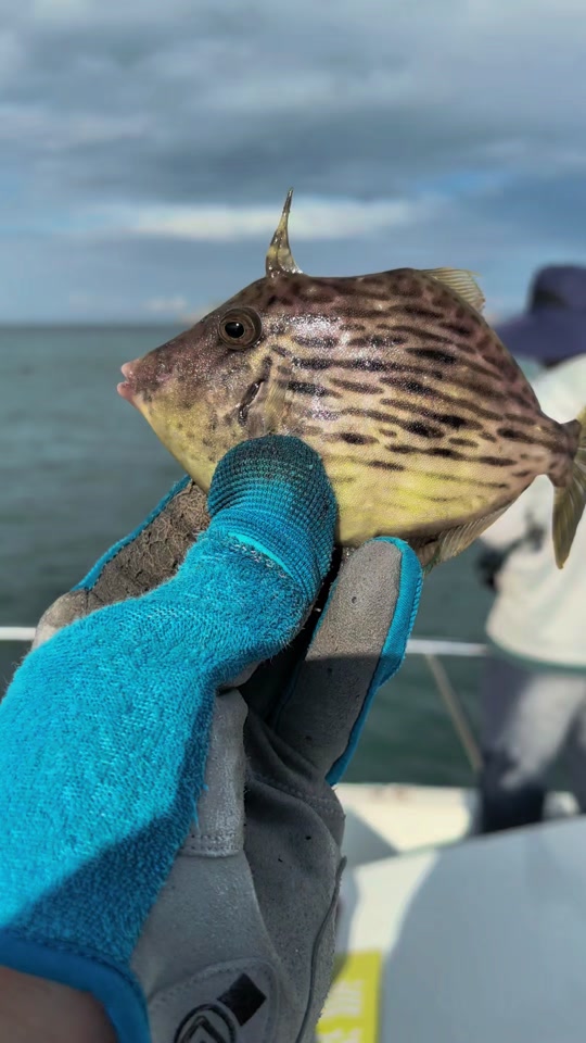 海钓路亚能路什么鱼(海钓路亚鱼种)