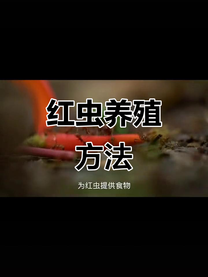 渔具店红虫怎么养(购买钓鱼红虫)