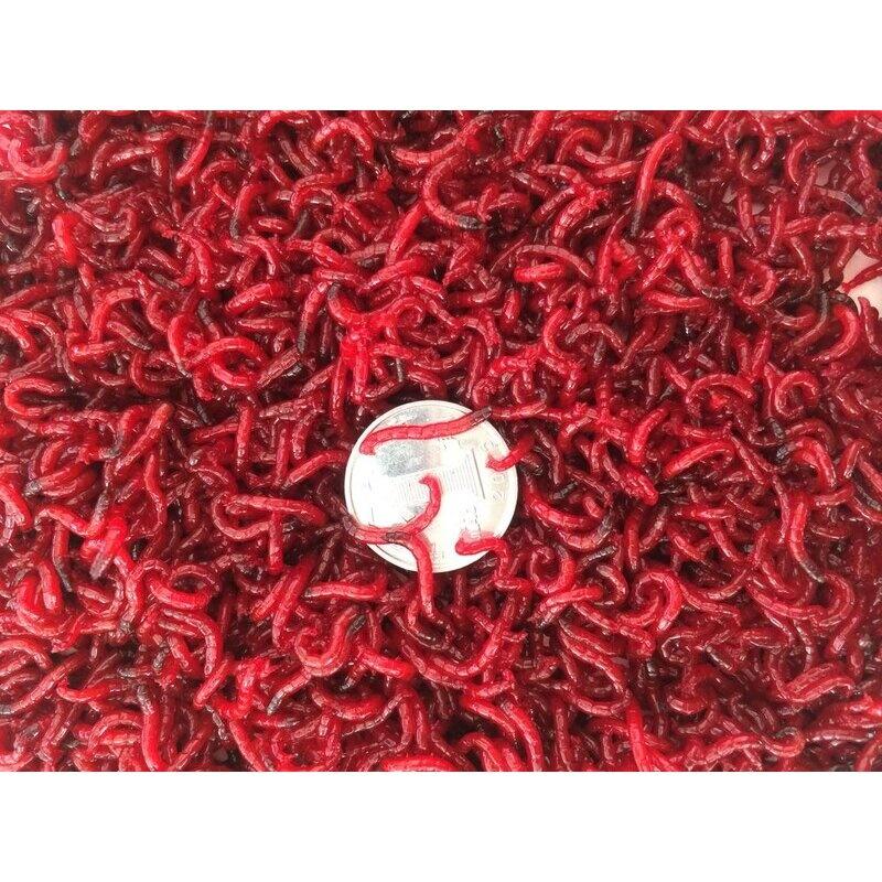 冰冻红虫饵料(冰冻红虫和饲料)