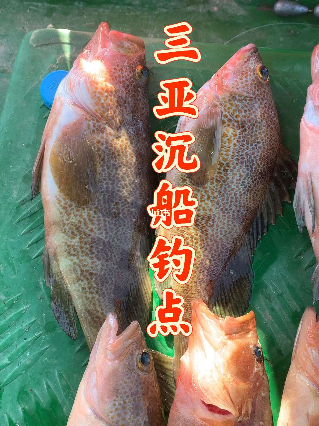 海棠湾后海钓点(西樵水质好的野钓点)