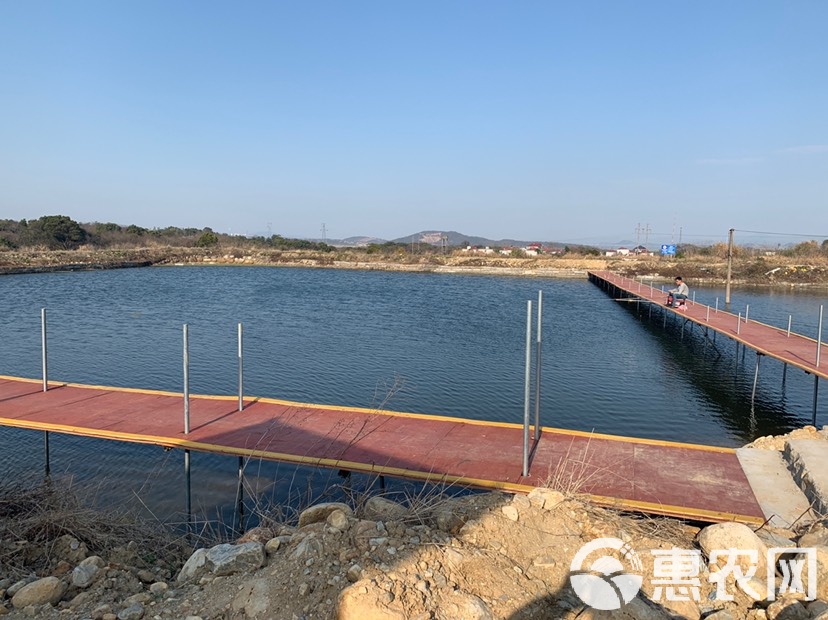 黑坑鱼池的技巧(黑坑鱼池设计图)