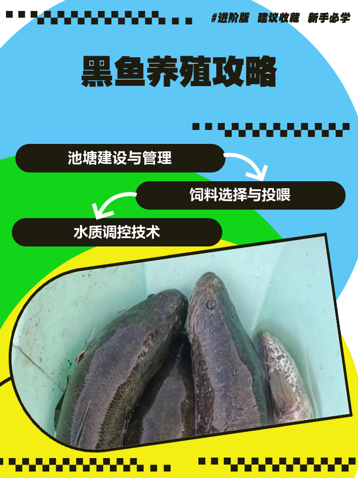 黑坑鱼池的技巧(黑坑鱼池设计图)