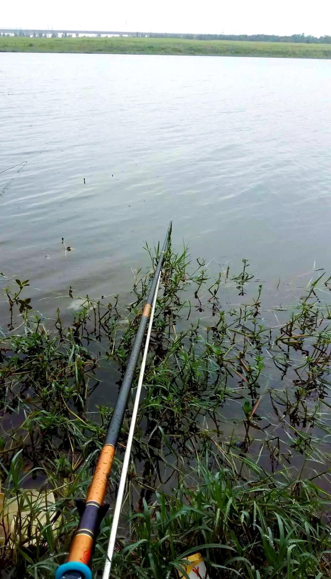 初春在塘钓鲫鱼技巧(春天鱼塘钓鲫鱼怎么选位置)