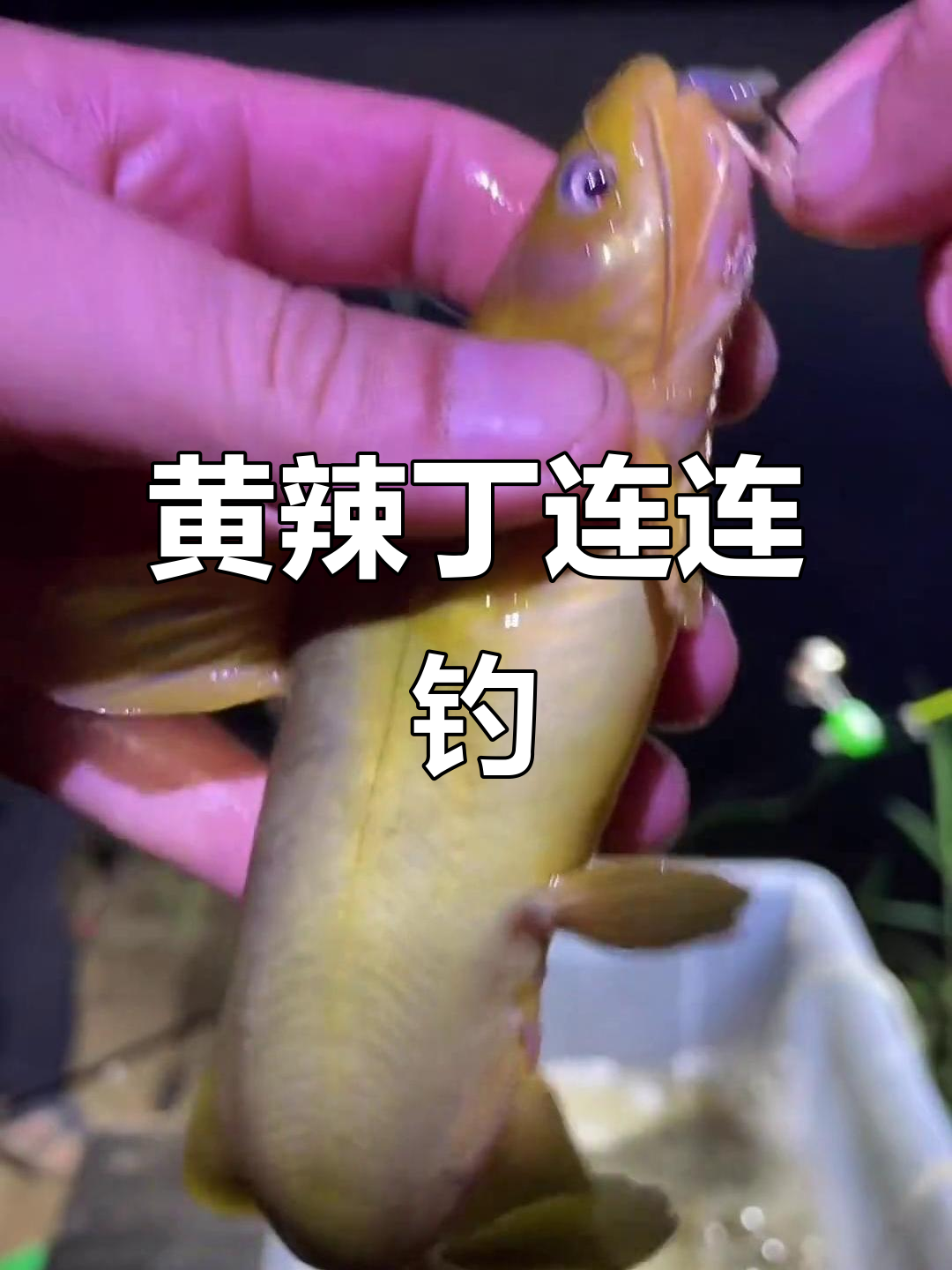 冬季钓黄辣丁技巧(冬季钓黄辣丁技巧和方法)