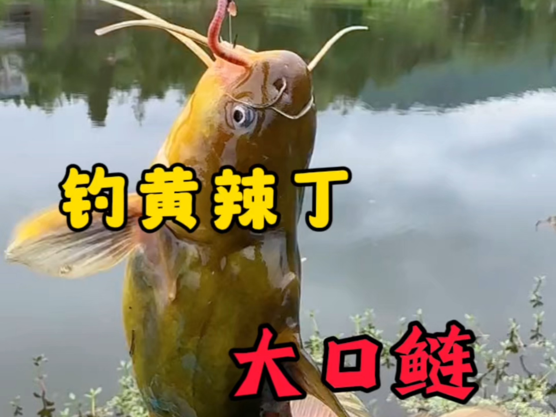 冬季钓黄辣丁技巧(冬季钓黄辣丁技巧和方法)