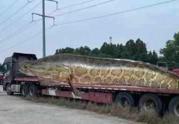 遛鳙鱼技巧(为什么手机微信会自动闪退)