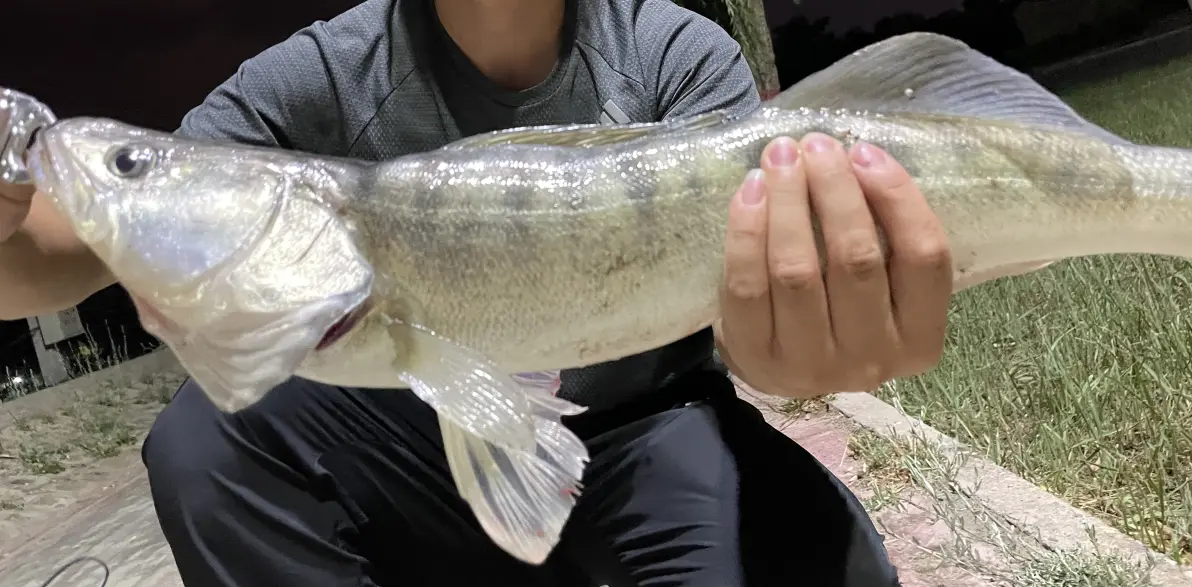 路亚梭鲈技巧(路亚梭鲈用什么饵)