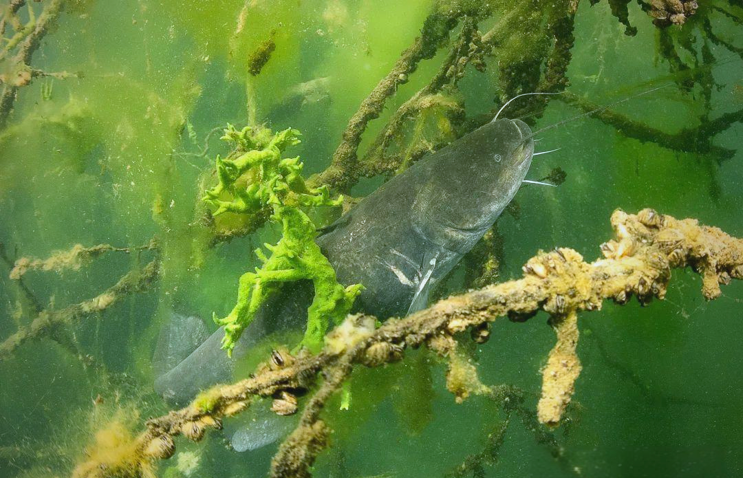 河钓鲶鱼的技巧(野河钓鲶鱼用什么饵料最好)