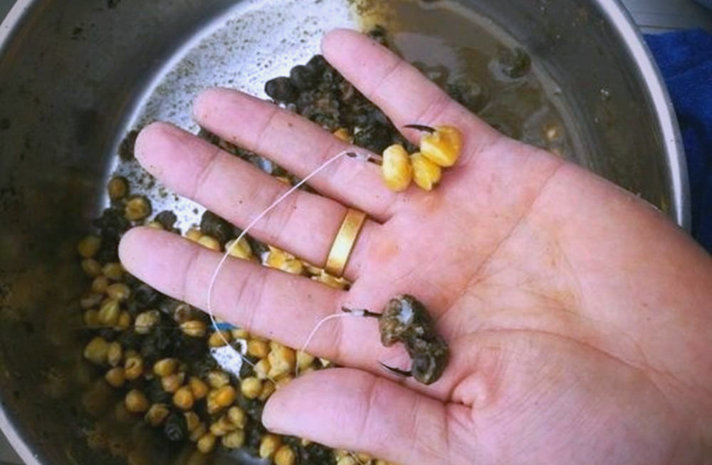 青鱼吃饵料视频(青鱼饵料绝密配方)