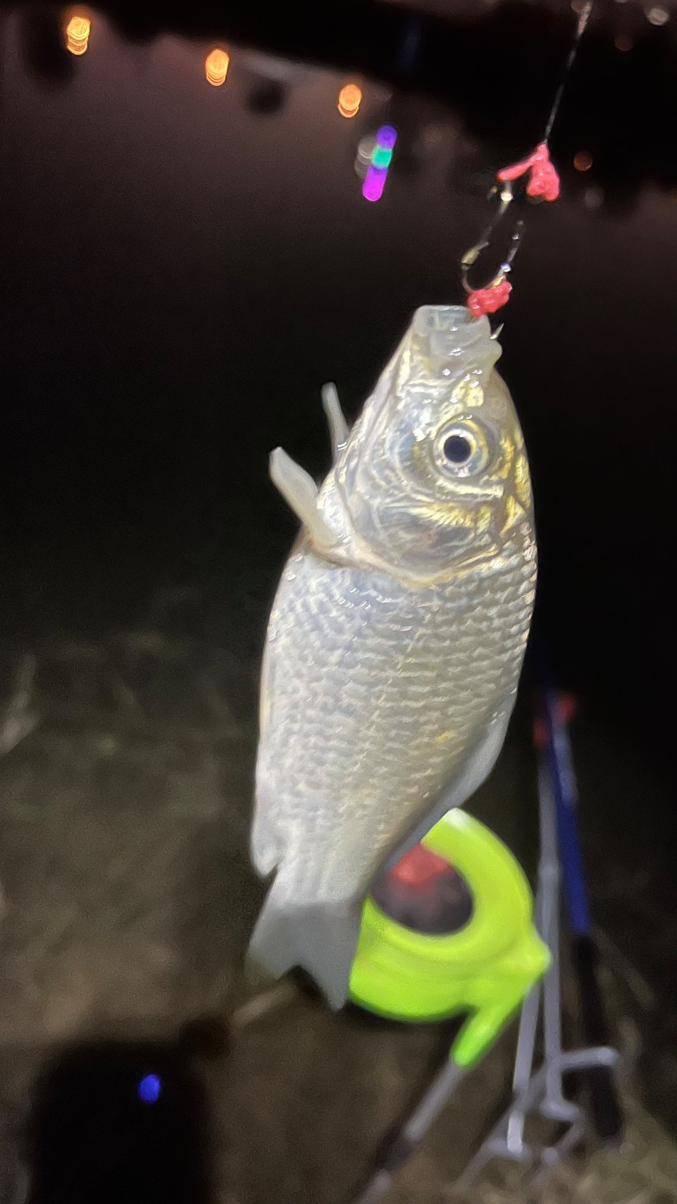 用泥鳅路亚(用泥鳅路亚,罚款)