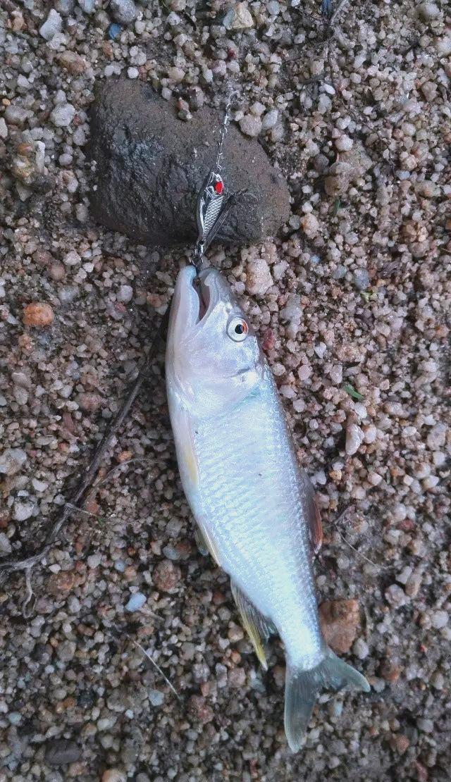 马口鱼喜好饵料(马口鱼喜欢吃什么味道的饵料) 马口鱼喜好饵料(马口鱼喜欢吃什么味道的饵料)