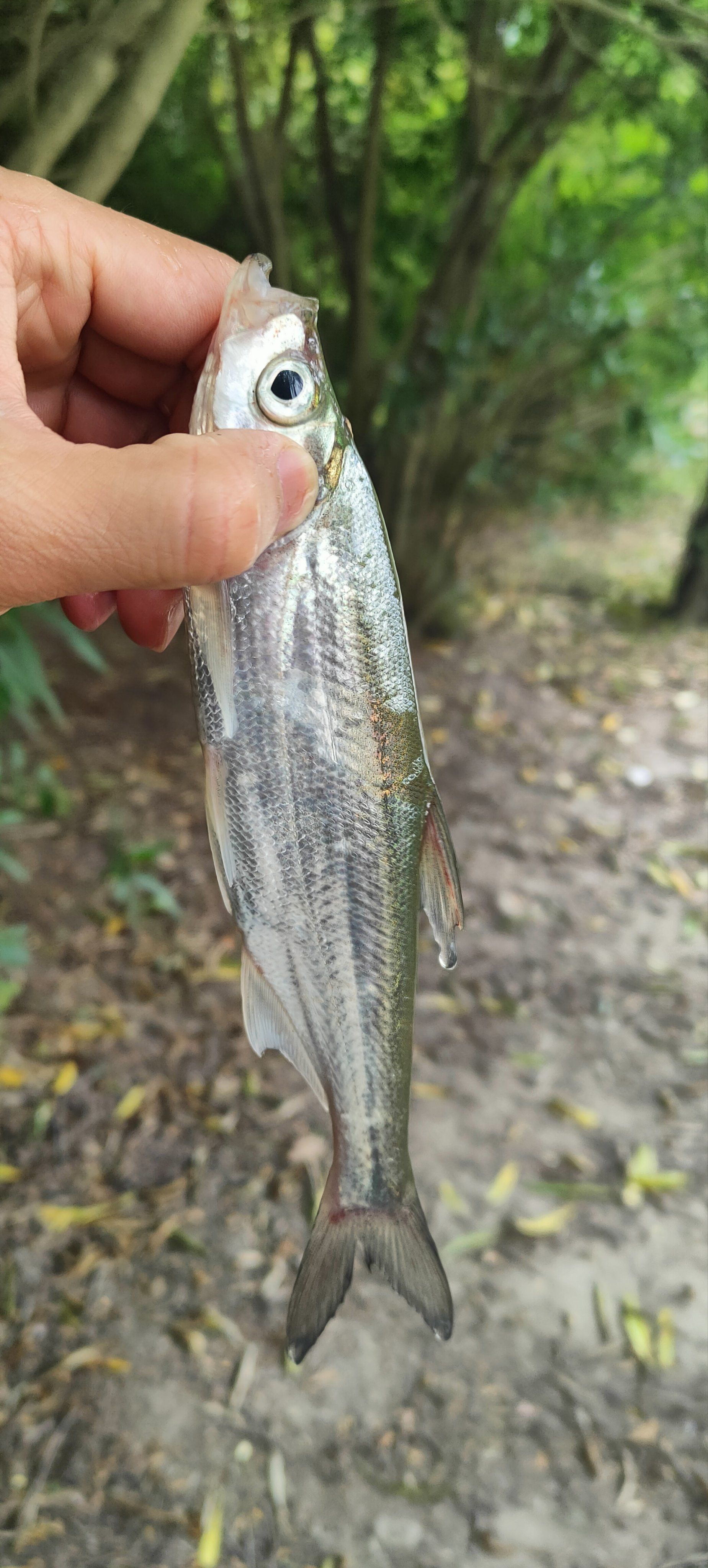 台湾溪流路亚(溪流路亚钓鱼视频) 台湾溪流路亚(溪流路亚钓鱼视频)