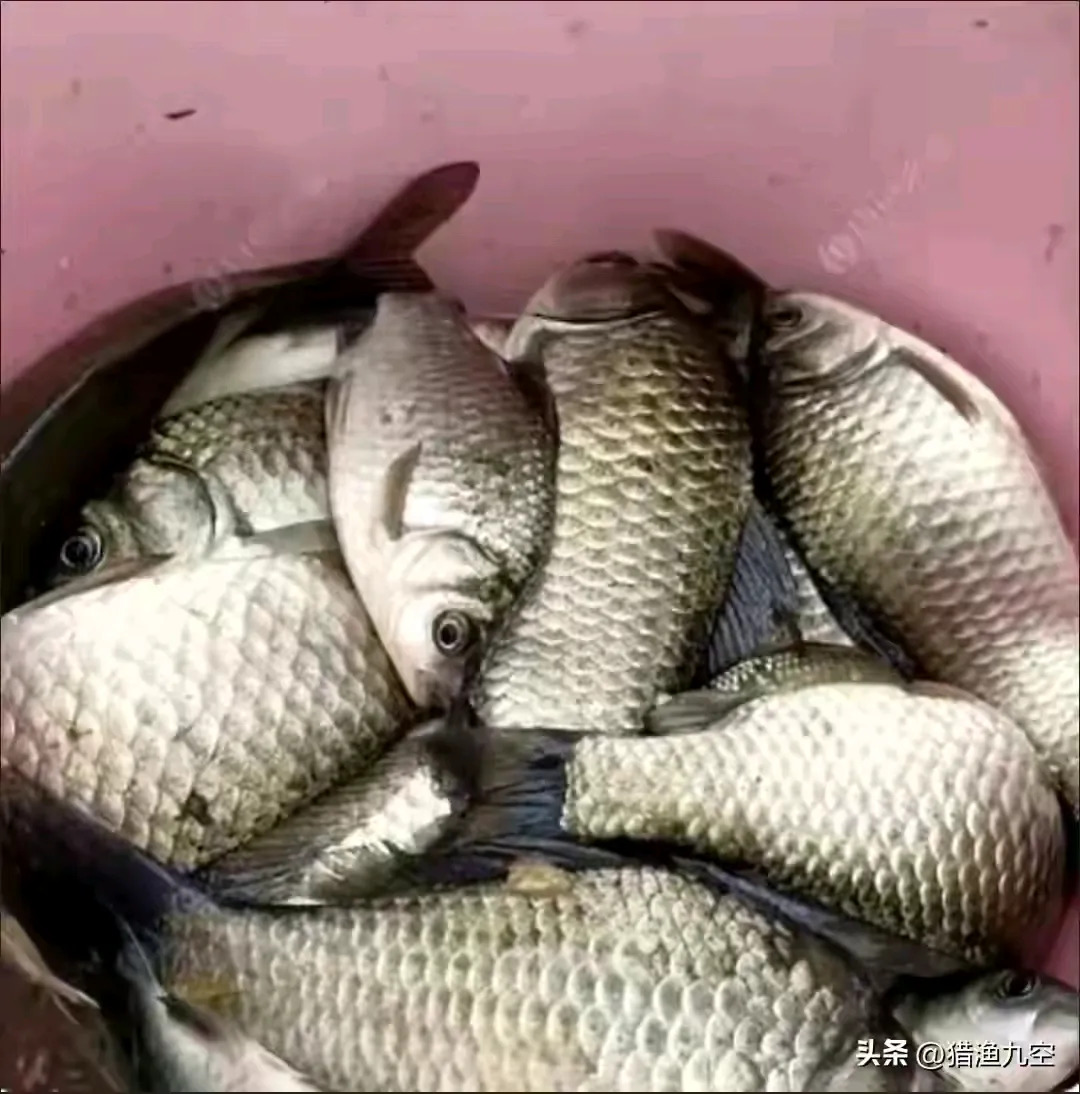 清明节钓鲫鱼技巧(清明节如何钓鲫鱼) 清明节钓鲫鱼技巧(清明节如何钓鲫鱼)