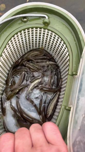 路亚水库(路亚水库钓翘嘴用什么饵) 路亚水库(路亚水库钓翘嘴用什么饵)