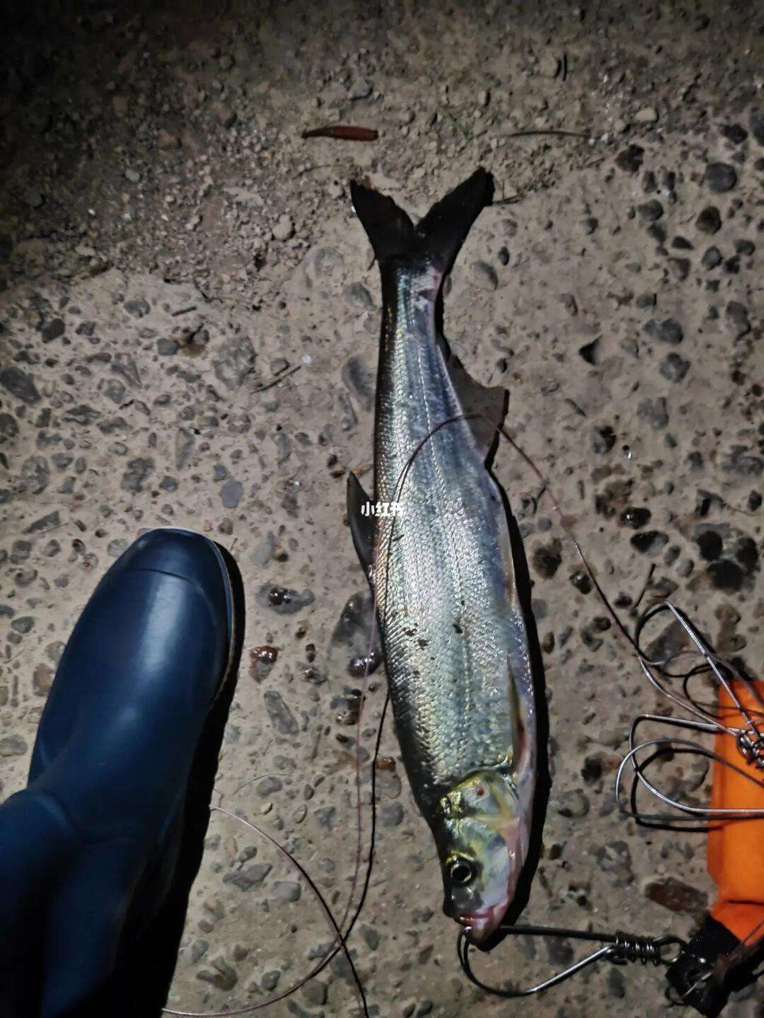 路亚上鱼(路亚上鱼率高吗) 路亚上鱼(路亚上鱼率高吗)