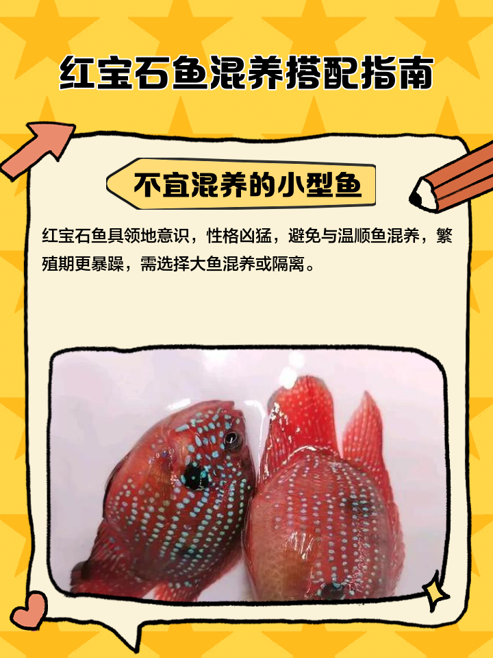 红宝石海钓好吃吗(海钓大红宝石鱼价格)