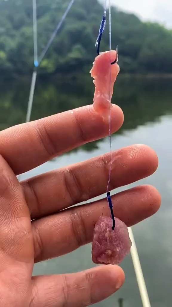 猪肉可以海钓鱼吗(猪肉可以钓海鱼吗?)
