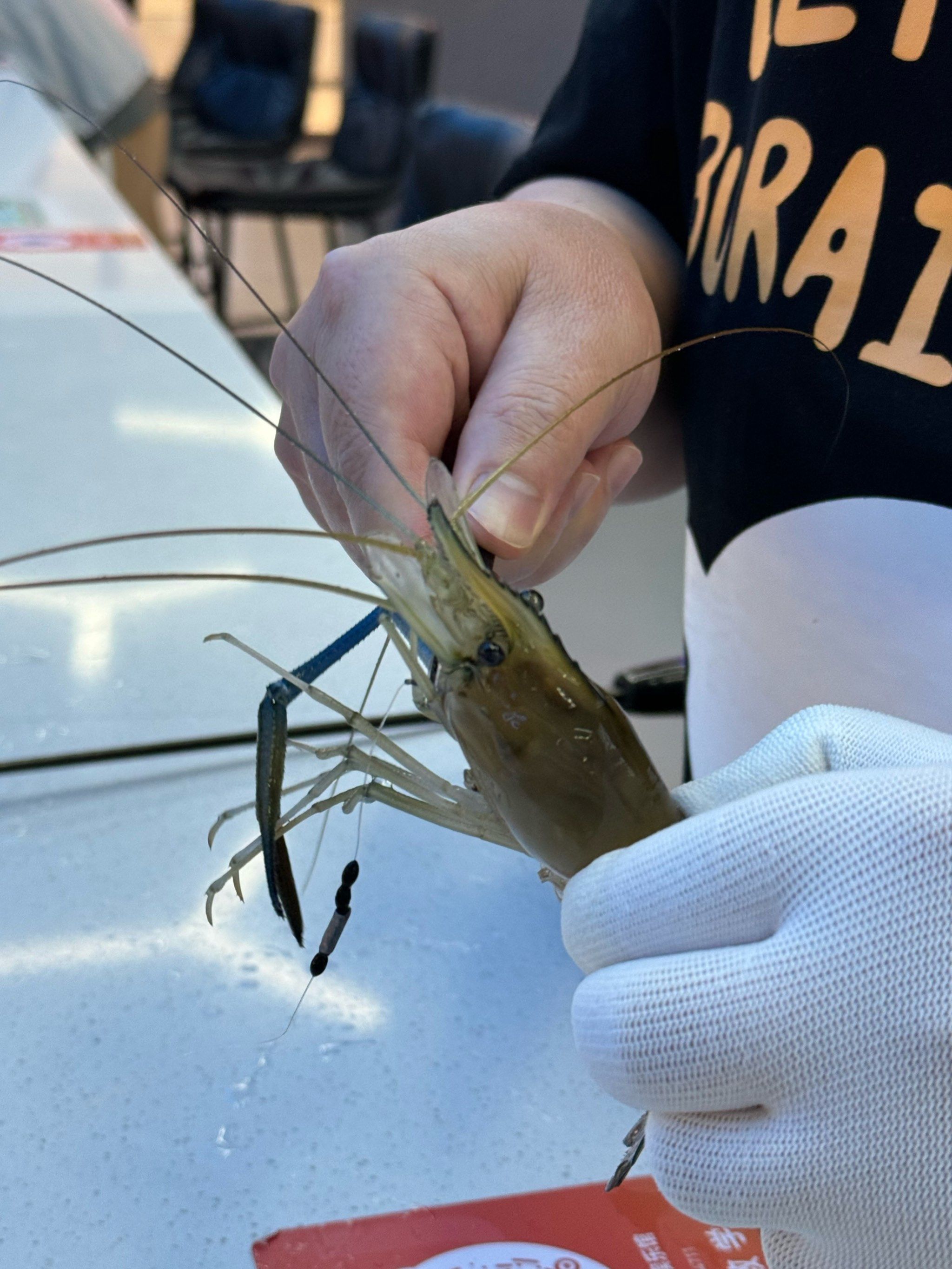 海钓养虾(海虾钓法)