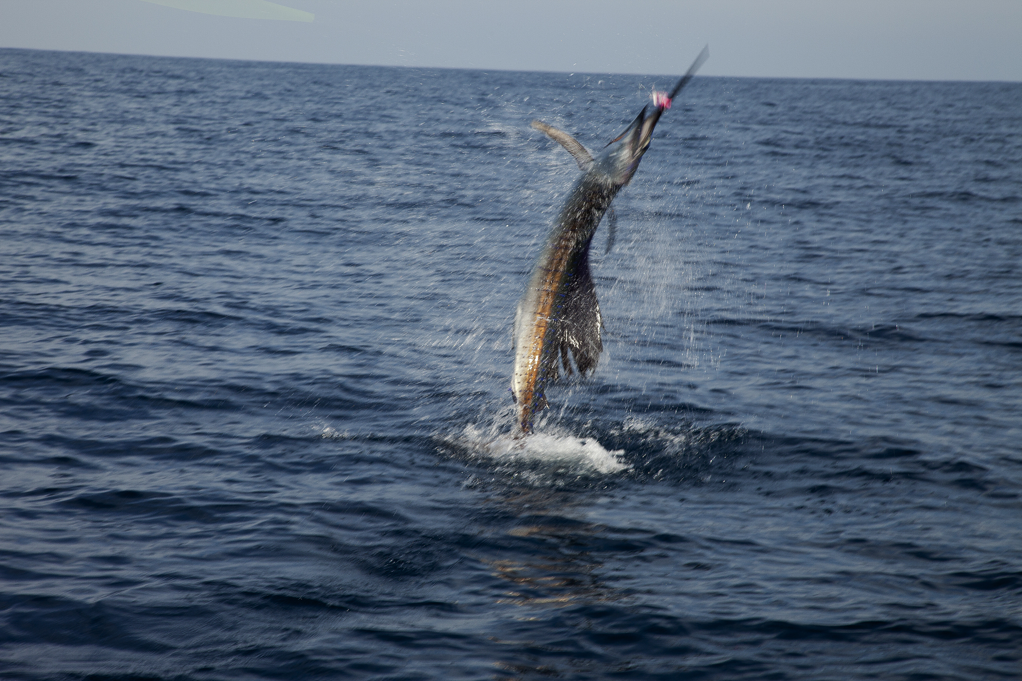 海钓大西洋旗鱼(大连海钓大棒鱼钓组) 海钓大西洋旗鱼(大连海钓大棒鱼钓组)