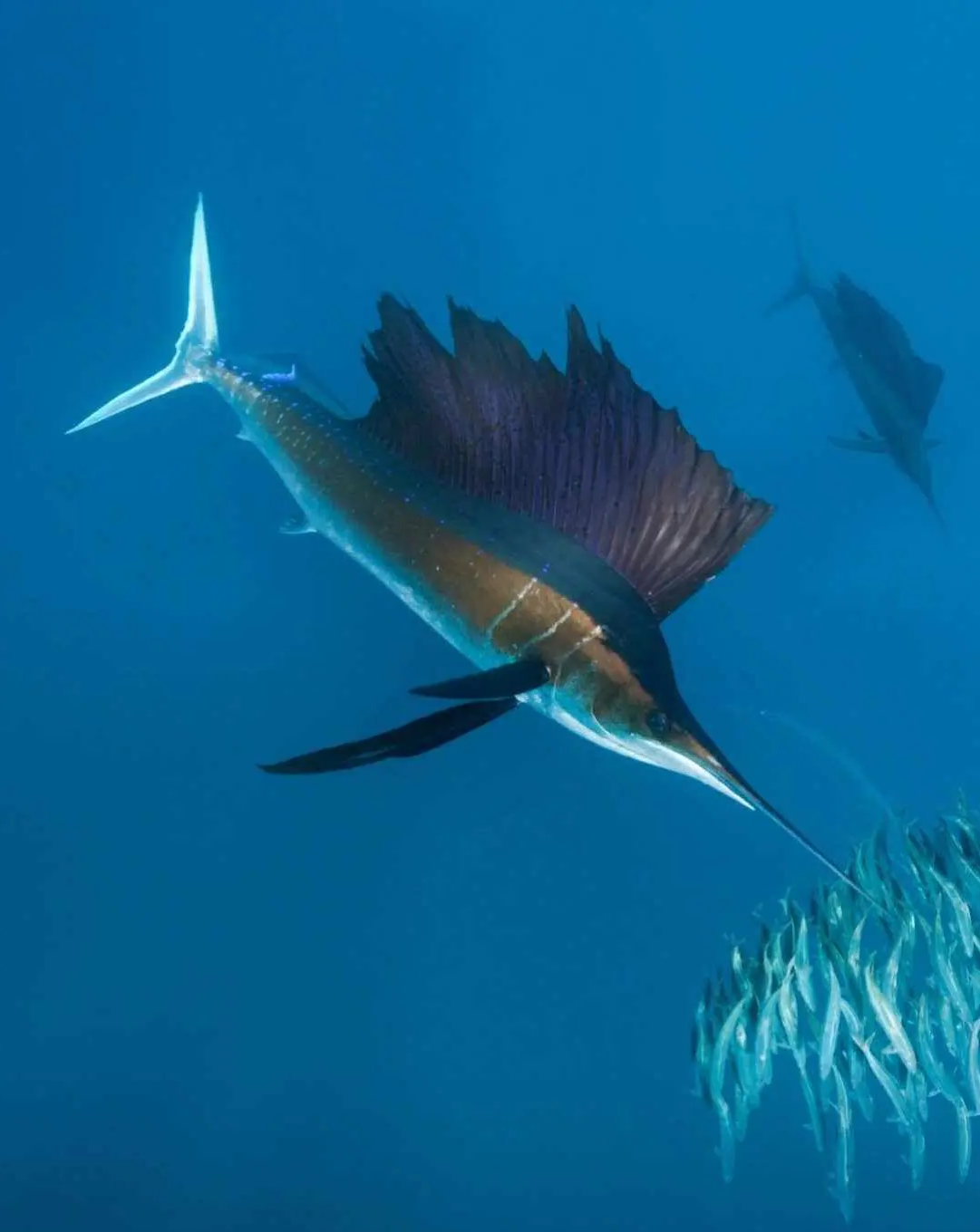 海钓大西洋旗鱼(大连海钓大棒鱼钓组) 海钓大西洋旗鱼(大连海钓大棒鱼钓组)