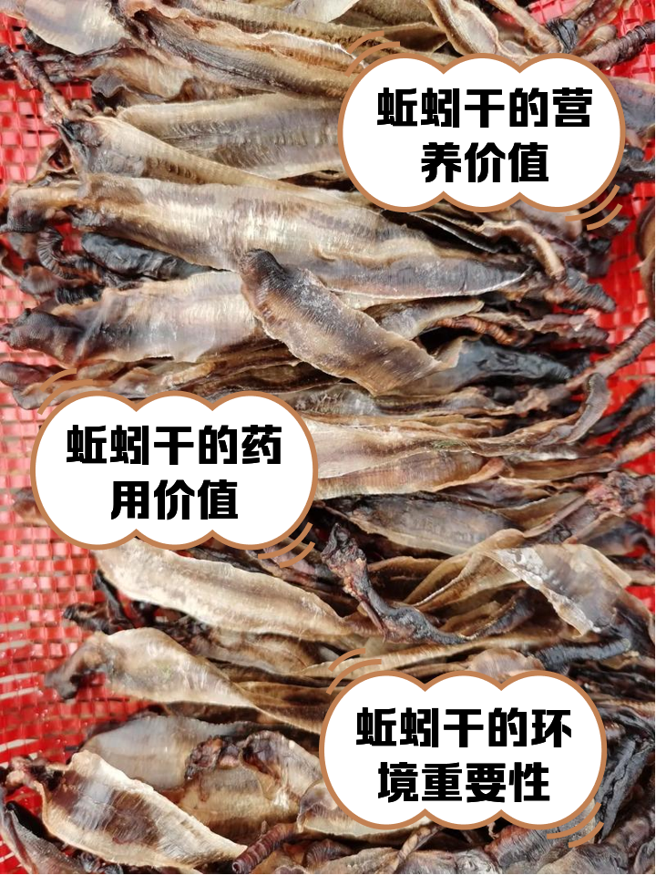 北京渔具店污泥蚯蚓(蚯蚓养殖处理污泥招标) 北京渔具店污泥蚯蚓(蚯蚓养殖处理污泥招标)